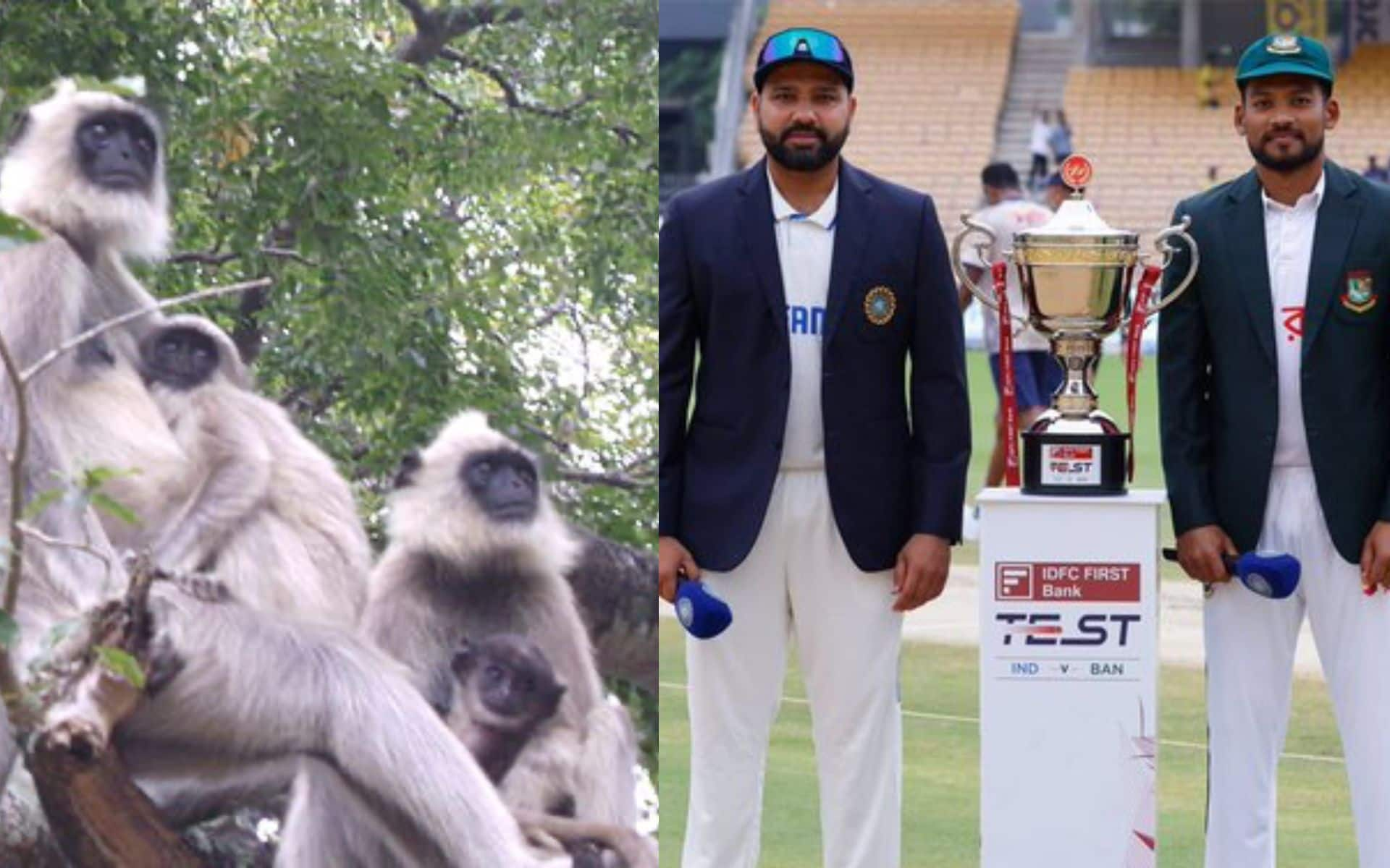 IND Vs BAN 2nd Test: Langurs Deployed At Green Park To Scare Away Monkeys